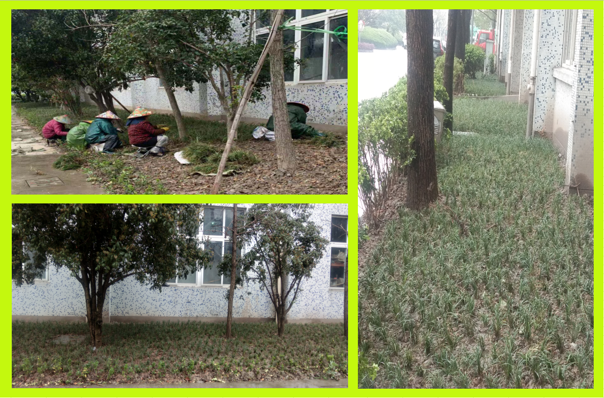 種植綠化，美化壞境