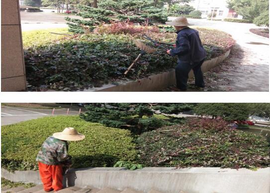 綠植修剪，美化環境